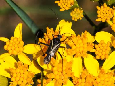  Hadrodemus m-flavum (Goeze, 1778)