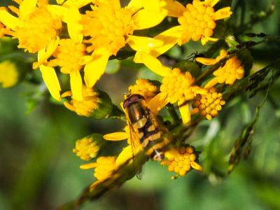  Syrphus vitripennis Meigen, 1822