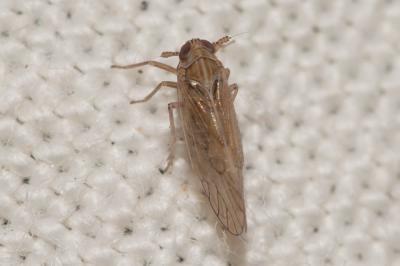  Toya propinqua (Fieber, 1866)