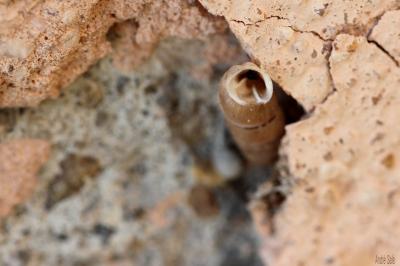 Perlée commune Papillifera papillaris (O.F. Müller, 1774)