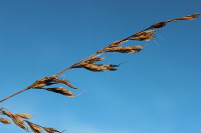 Brome lancéolé Bromus lanceolatus Roth, 1797