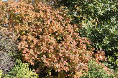 Viorne mancienne Viburnum lantana L., 1753