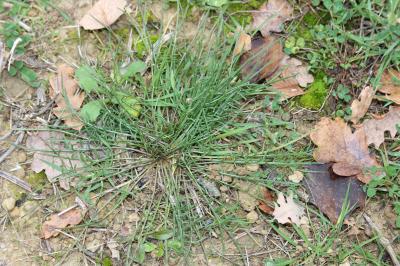 Scorzonère à feuilles de Chausse-trape Podospermum laciniatum (L.) DC., 1805