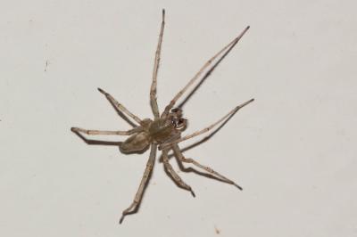  Cheiracanthium mildei L. Koch, 1864