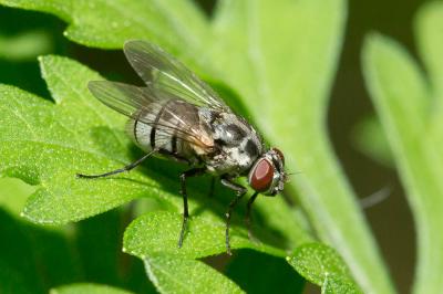  Limnophora tigrina (Am Stein, 1860)