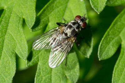  Limnophora tigrina (Am Stein, 1860)