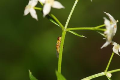  Thaumatomyia Zenker, 1833