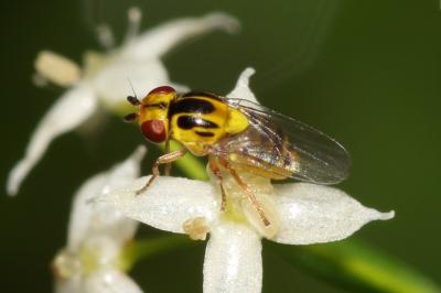  Thaumatomyia Zenker, 1833