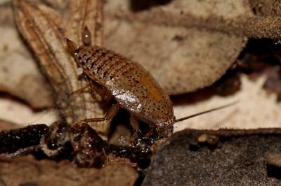  Ectobius pallidus (Olivier, 1789)