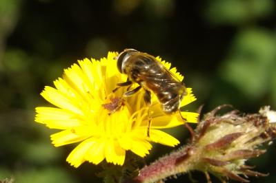  Merodon trochantericus Costa, 1884