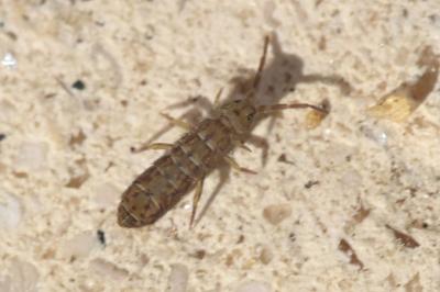  Isotomurus maculatus (Schäffer, 1896)