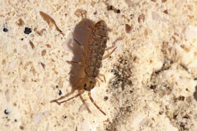  Isotomurus maculatus (Schäffer, 1896)