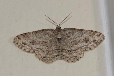 Boarmie crépusculaire (La) Ectropis crepuscularia (Denis & Schiffermüller, 1775)
