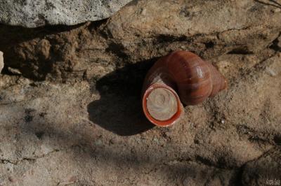 Élégante des calanques Tudorella sulcata (Draparnaud, 1801)