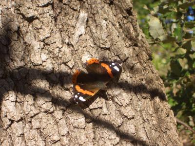 Vulcain (Le), Amiral (L'), Vanesse Vulcain (La), C Vanessa atalanta (Linnaeus, 1758)