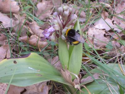 Bourdon terrestre (Le) Bombus terrestris (Linnaeus, 1758)
