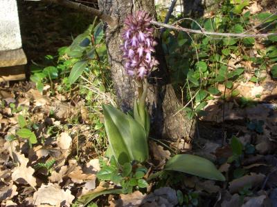 Orchis géant, Orchis à longues bractées, Barlie Himantoglossum robertianum (Loisel.) P.Delforge, 1999