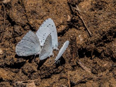 Azuré des Nerpruns (L'), Argus à bande noire (L'), Celastrina argiolus (Linnaeus, 1758)