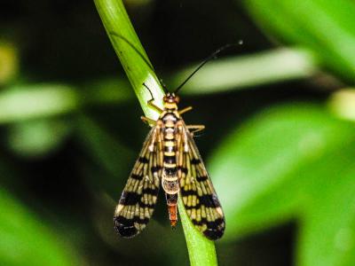  Panorpa cognata Rambur, 1842