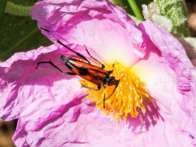  Stenurella bifasciata (Müller, 1776)
