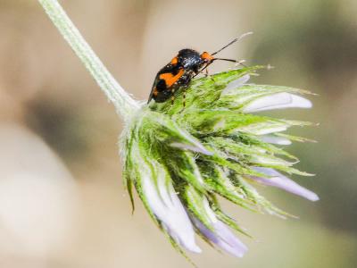  Deraeocoris schach (Fabricius, 1781)