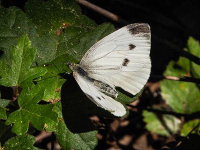 Piéride du Navet (La), Papillon blanc veiné de ver Pieris napi (Linnaeus, 1758)