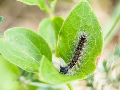 Disparate (Le), Spongieuse (La), Zigzag (Le) Lymantria dispar (Linnaeus, 1758)