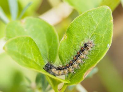 Disparate (Le), Spongieuse (La), Zigzag (Le) Lymantria dispar (Linnaeus, 1758)