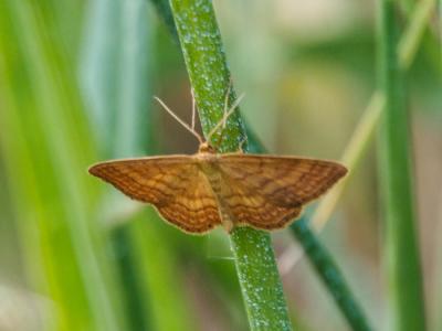 Acidalie ocreuse (L') Idaea ochrata (Scopoli, 1763)