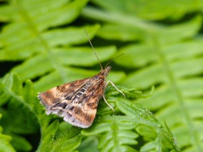  Pyrausta despicata (Scopoli, 1763)