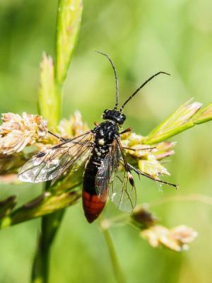  Tenthredopsis stigma (Fabricius, 1798)