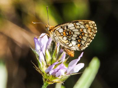 Mélitée du Mélampyre (La), Damier Athalie (Le) Melitaea athalia (Rottemburg, 1775)