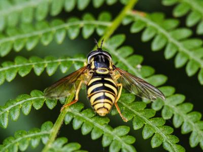  Chrysotoxum cautum (Harris, 1776)