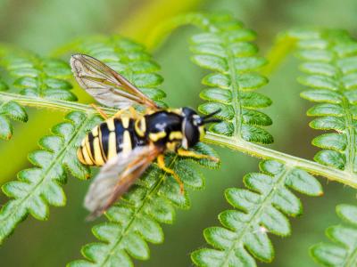  Chrysotoxum cautum (Harris, 1776)