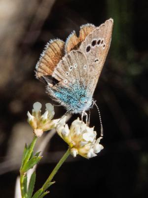 Azuré des Cytises (L') Glaucopsyche alexis (Poda, 1761)