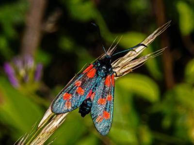 Zygène du Pied-de-Poule (La), Zygène des Lotiers ( Zygaena filipendulae (Linnaeus, 1758)