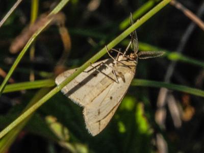 Aspilate ochracée (L') Aspitates ochrearia (Rossi, 1794)
