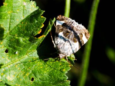 Collier blanc (Le) Acontia lucida (Hufnagel, 1766)
