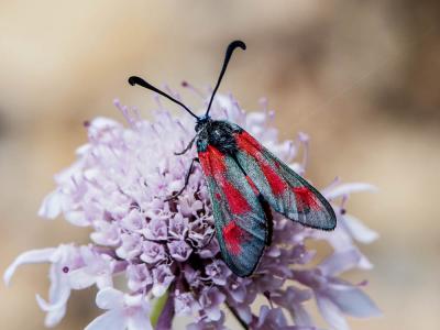 Zygène du Panicaut (La) Zygaena sarpedon (Hübner, 1790)