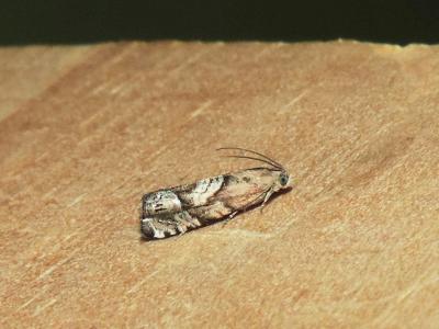  Cydia interscindana (Möschler, 1866)