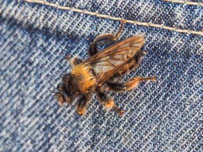  Laphria ephippium (Fabricius, 1781)