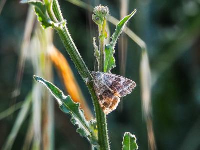 Noctuelle du Dartrier (La) Synthymia fixa (Fabricius, 1787)