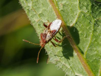  Rhopalus subrufus (Gmelin, 1790)