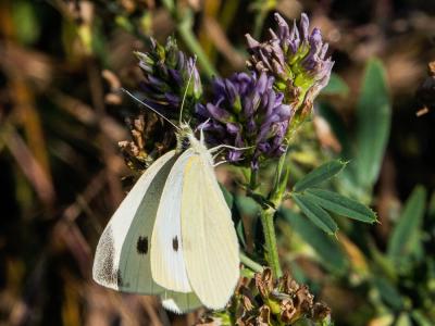 Piéride de la Rave (La), Petit Blanc du Chou (Le), Pieris rapae (Linnaeus, 1758)