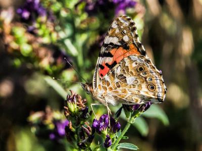 Vanesse des Chardons (La), Belle-Dame (La), Vaness Vanessa cardui (Linnaeus, 1758)