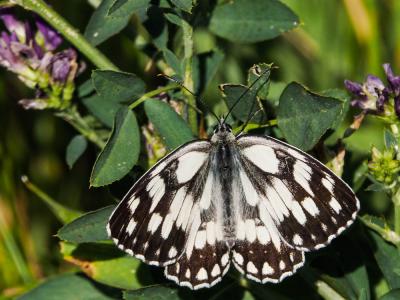 Demi-Deuil (Le), Échiquier (L'), Échiquier commun  Melanargia galathea (Linnaeus, 1758)