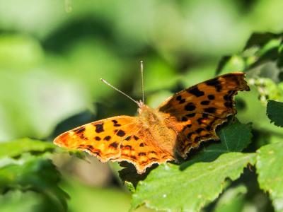 Gamma (Le), Robert-le-diable (Le), C-blanc (Le), D Polygonia c-album (Linnaeus, 1758)