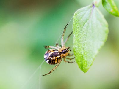 Mangore petite-bouteille Mangora acalypha (Walckenaer, 1802)