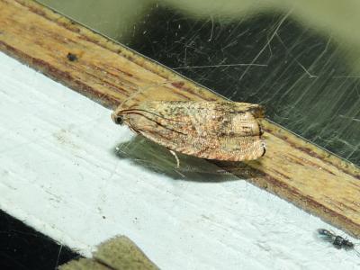  Cydia molybdana (Constant, 1884)