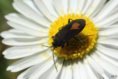 Aphanus de Rolander Aphanus rolandri (Linnaeus, 1758)